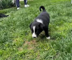 7 weeks old Border collie puppies for sale