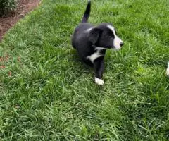 7 weeks old Border collie puppies for sale