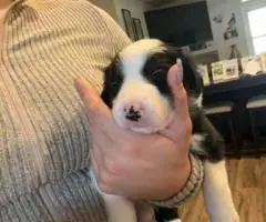 7 weeks old Border collie puppies for sale