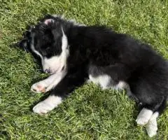 7 weeks old Border collie puppies for sale