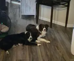 7 weeks old Border collie puppies for sale