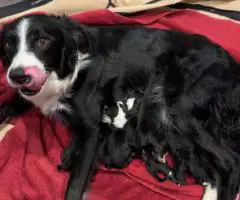 7 weeks old Border collie puppies for sale