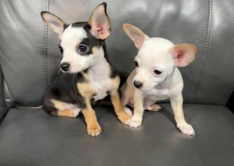 Chihuahua boys