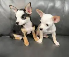 Chihuahua boys