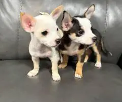 Chihuahua boys