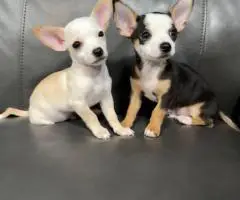 Chihuahua boys