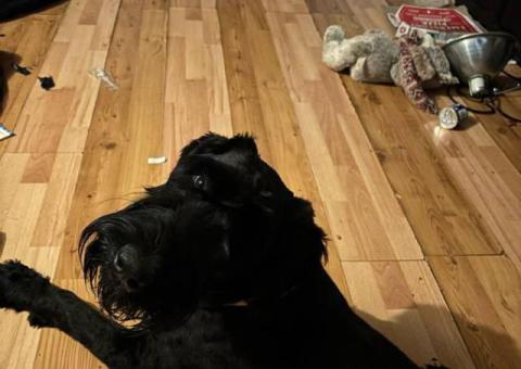 Male and female Giant Schnauzer puppies