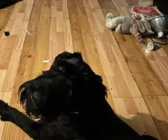 Male and female Giant Schnauzer puppies