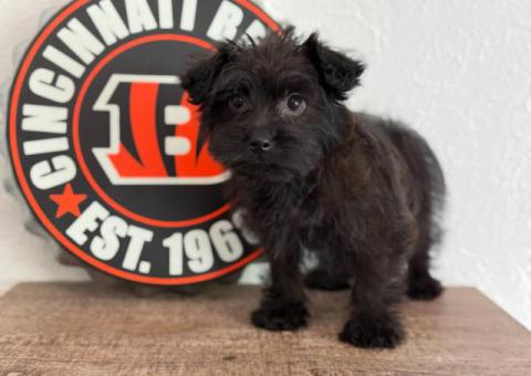 Shorkie Puppy Available – Ready for His Forever Home!