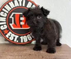 Shorkie Puppy Available – Ready for His Forever Home!