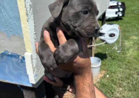 Black and grey Cane Corso puppies for sale