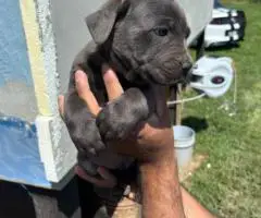 Black and grey Cane Corso puppies for sale