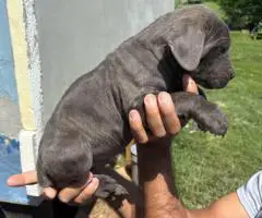 Black and grey Cane Corso puppies for sale