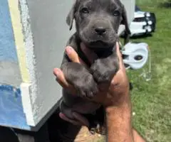 Black and grey Cane Corso puppies for sale