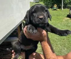 Black and grey Cane Corso puppies for sale