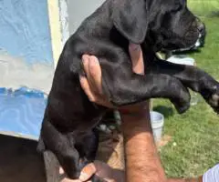 Black and grey Cane Corso puppies for sale