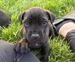 Black and grey Cane Corso puppies for sale