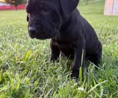 Black and grey Cane Corso puppies for sale