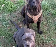 Black and grey Cane Corso puppies for sale