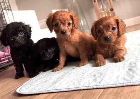 3 months old Cavapoo puppies for sale