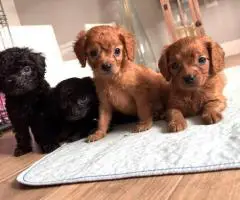 3 months old Cavapoo puppies for sale