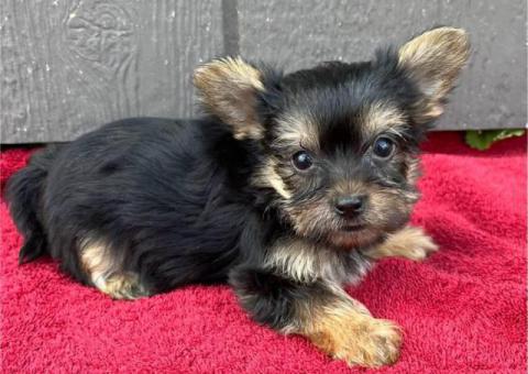 Sweet little Yorkie puppies for sale