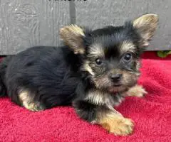 Sweet little Yorkie puppies for sale