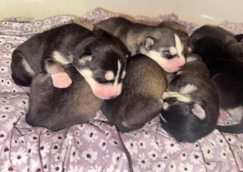 8 fluffy Husky puppies for sale