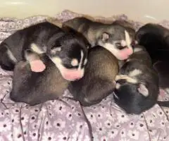 8 fluffy Husky puppies for sale