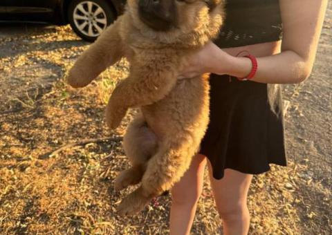 6 playful Chow Chow puppies for sale