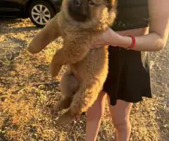 6 playful Chow Chow puppies for sale