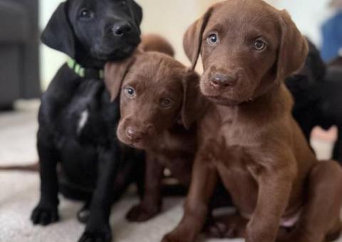 Non-shedding Labradoodle puppies for sale