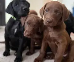Non-shedding Labradoodle puppies for sale