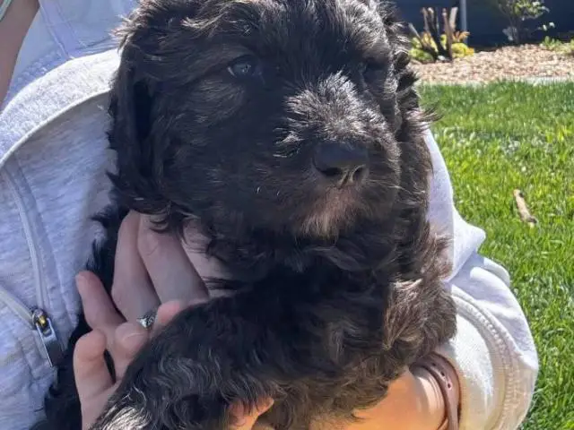 2 Bernedoodle puppies for sale