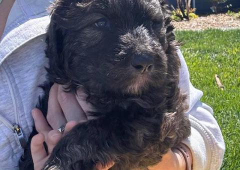 2 Bernedoodle puppies for sale