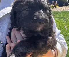 2 Bernedoodle puppies for sale
