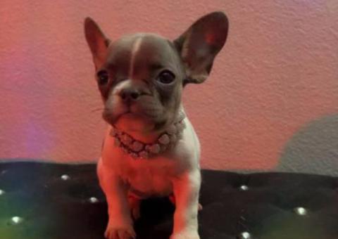 4 French Bulldog puppies for sale