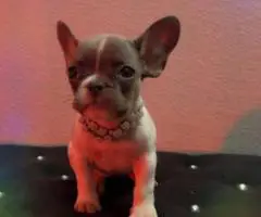 4 French Bulldog puppies for sale