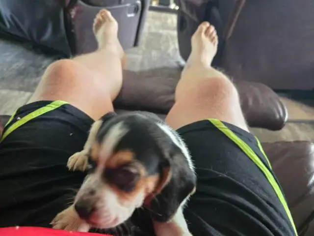Tricolored beagle puppy for sale