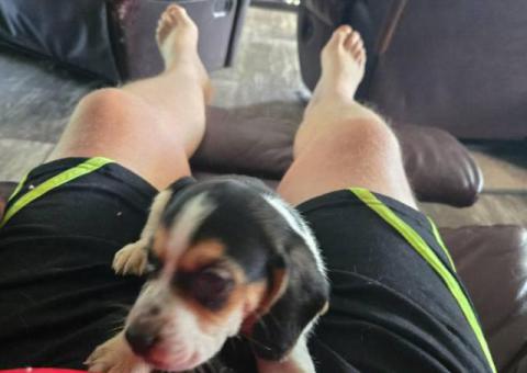 Tricolored beagle puppy for sale