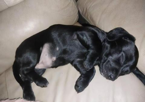 Black Chiweenie puppy needs a home
