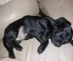Black Chiweenie puppy needs a home