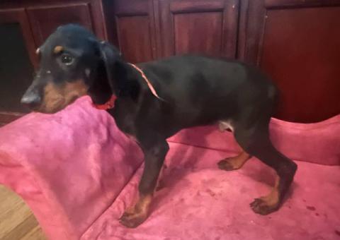 2 male Doberman puppies available