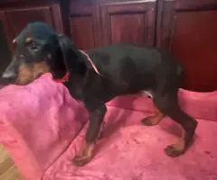 2 male Doberman puppies available