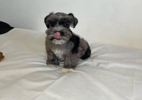 3 Mini Schnauzer male puppies for sale