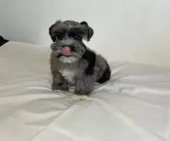 3 Mini Schnauzer male puppies for sale