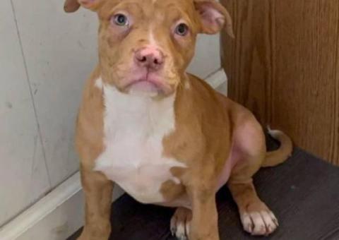 Standard and XL bully puppies for sale