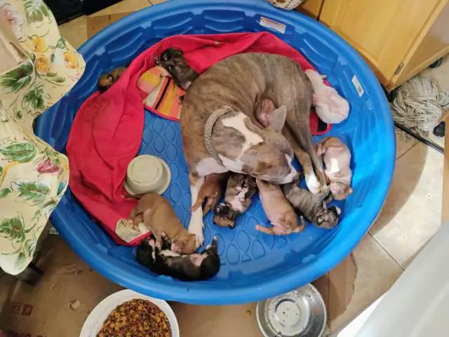 10 Chihuahua x Pitbull puppies for sale