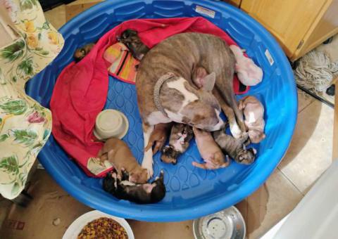 10 Chihuahua x Pitbull puppies for sale
