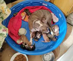 10 Chihuahua x Pitbull puppies for sale